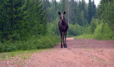 17-daagse rondreis Bernt - Zweden, Noorwegen