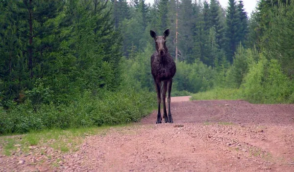 17-daagse rondreis Bernt - Zweden, Noorwegen