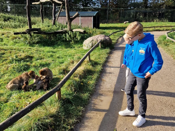 LEGOLAND Denemarken, aapjes kijken in safaripark givskud zoo