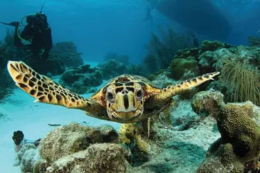 Harbour Village Beach Club