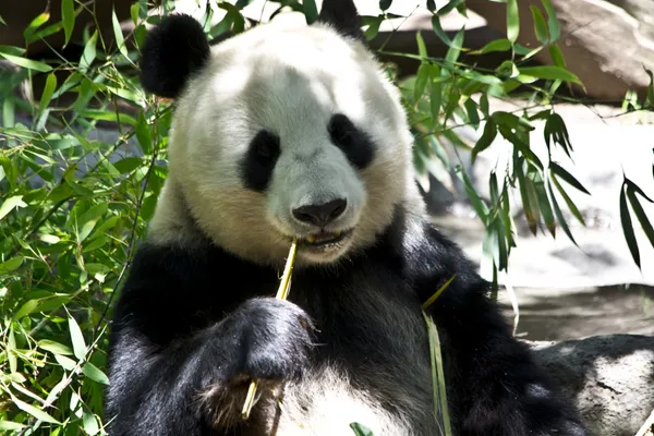Panda's in Chengdu