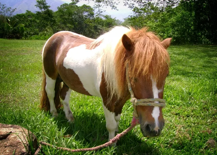 Op pad met je pony