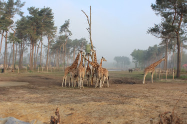 Safari Resort Beekse Bergen
