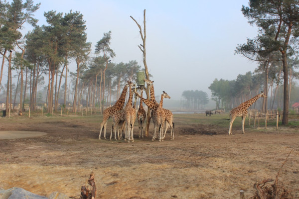 Safari Resort Beekse Bergen