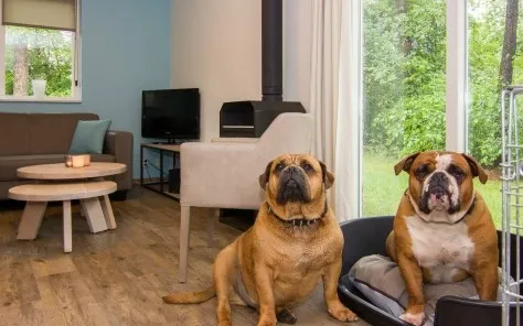 Kindercamping Overijssel met hond