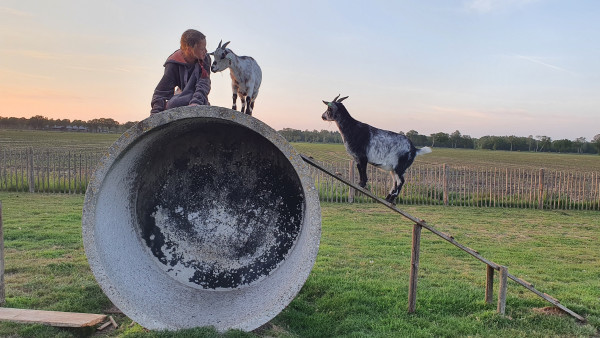 BoerenBed: boerderijvakantie