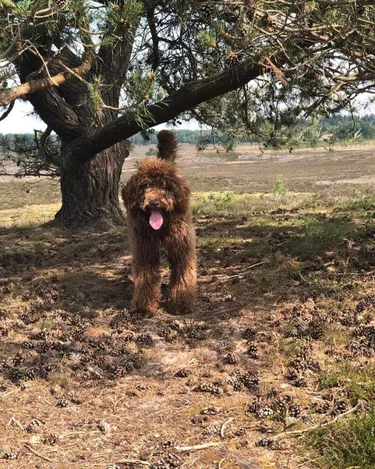 Hoofdafbeelding lente.jpg