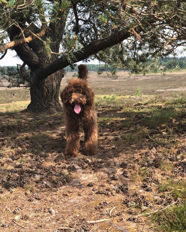 Hoofdafbeelding lente.jpg