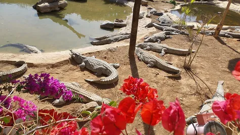 Cocodrilo Park in Las Palmas