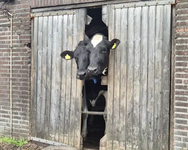 REVIEW: Offline genieten tussen de koeien bij De Oude Melkstal