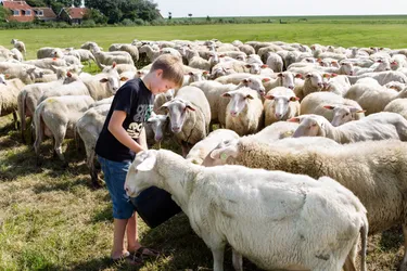 BoerenBed De Zeekraal schapen aaien.jpg