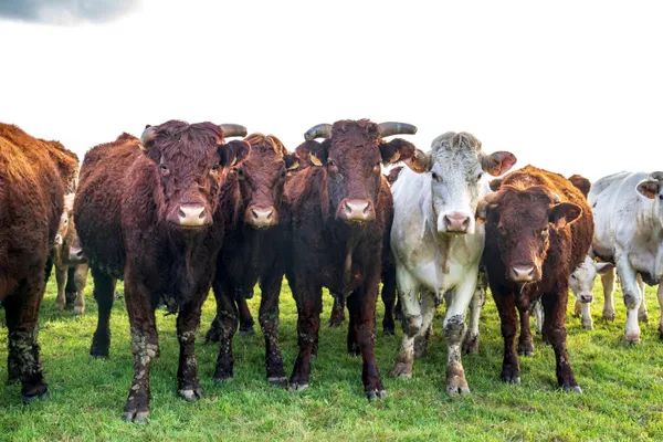 BoerenBed L'Étable des Mauges en Anjou