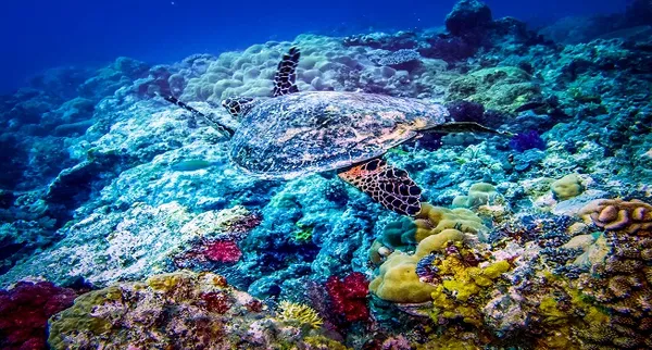 Snorkelen Tenerife  