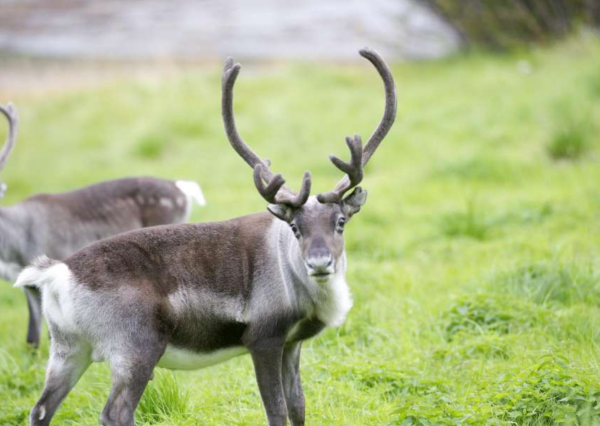 15-daagse rondreis Pekka