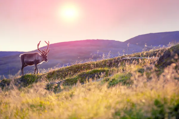 Wildlife spotten: wie ziet als eerste een eland?
