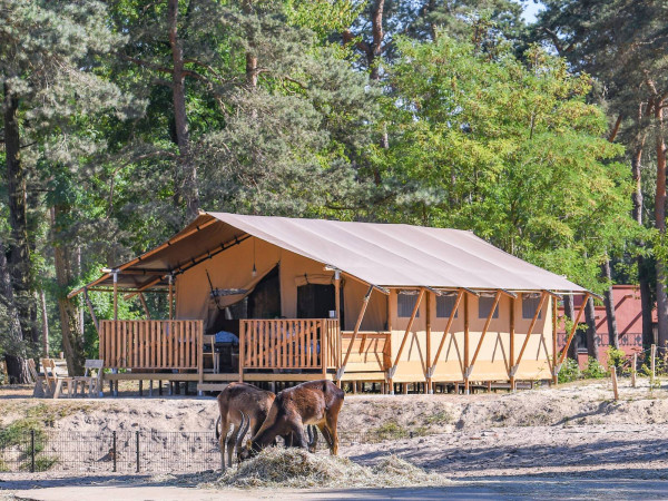 Avontuurlijke en luxe 6‑persoons safaritent met uitzicht op de savanne waar je vanuit je verblijf de wilde dieren van Safari Resort Beekse Bergen ziet