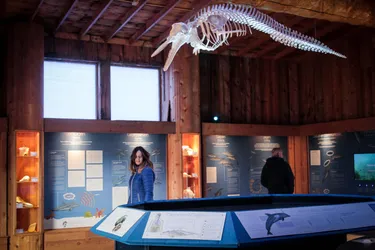 Dolfinarium Haaibaai.jpg