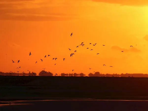 Landal Marker Wadden