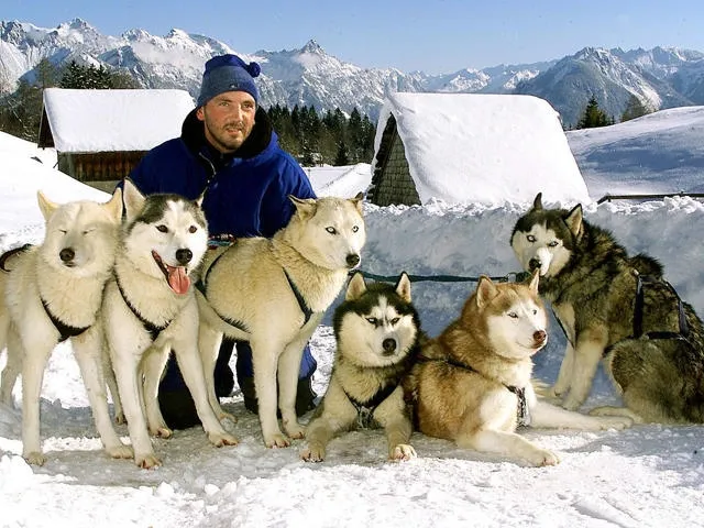 Sledehond rijschool