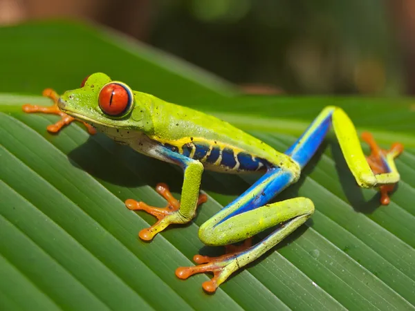 Tortuguero National Park