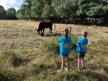 Geboorte kalfje boerenbed.jpg