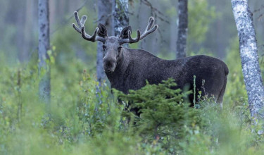 17-Daagse rondreis Kato