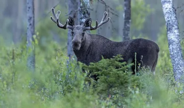 17-Daagse rondreis Kato