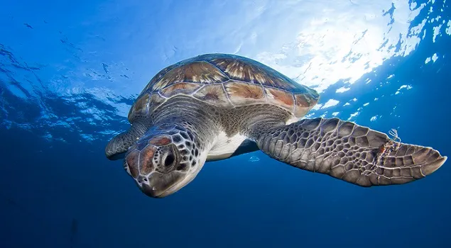 snorkelen tenerife.jpg