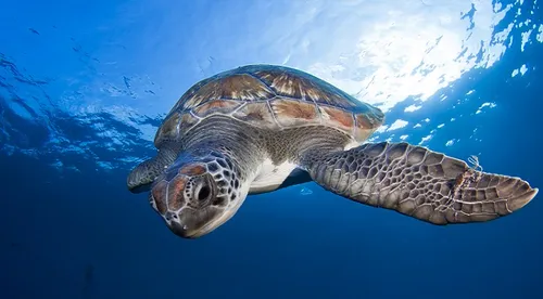 Snorkelen op Tenerife