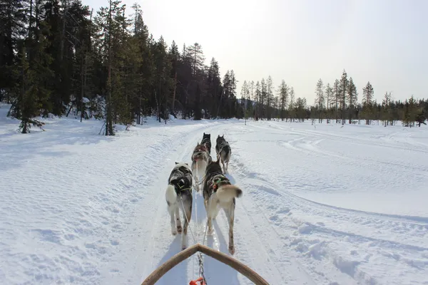 Wintersport met kinderen