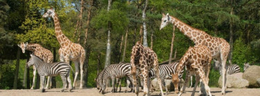 De leukste dagjes uit in Gelderland