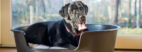 Landal Vakantieparken met hond