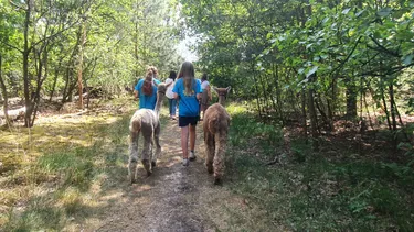 BoerenBed alpaca wandelen.jpg