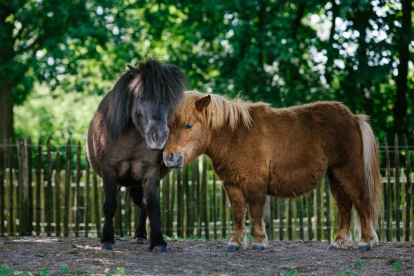 Bruine en zwarte pony bij kinderboerderij in Vakantiepark Dierenbos