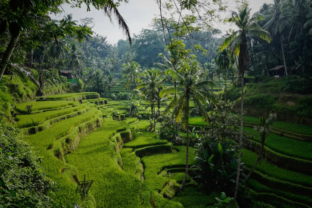 Bali.jpg