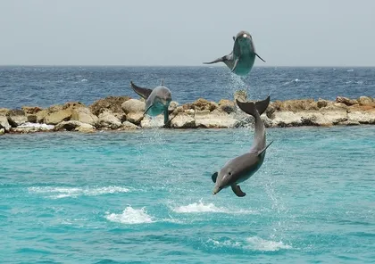 Curaçao Sea Aquarium Park