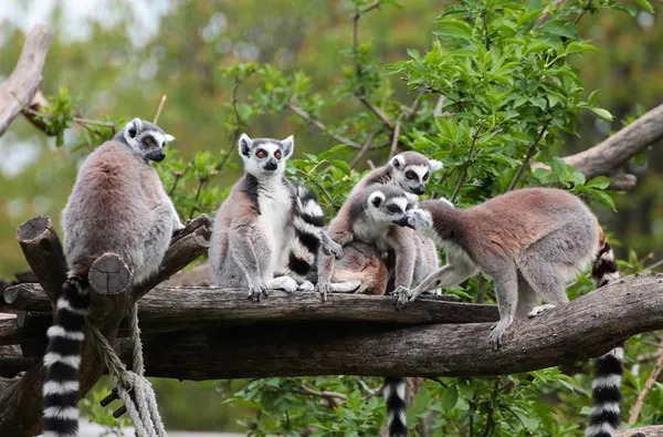 Beste reistijd Madagaskar met kinderen 