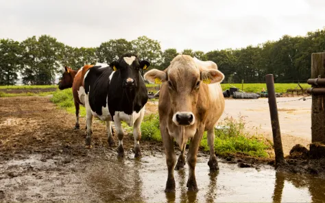 BoerenBed Landgoed Volenbeek