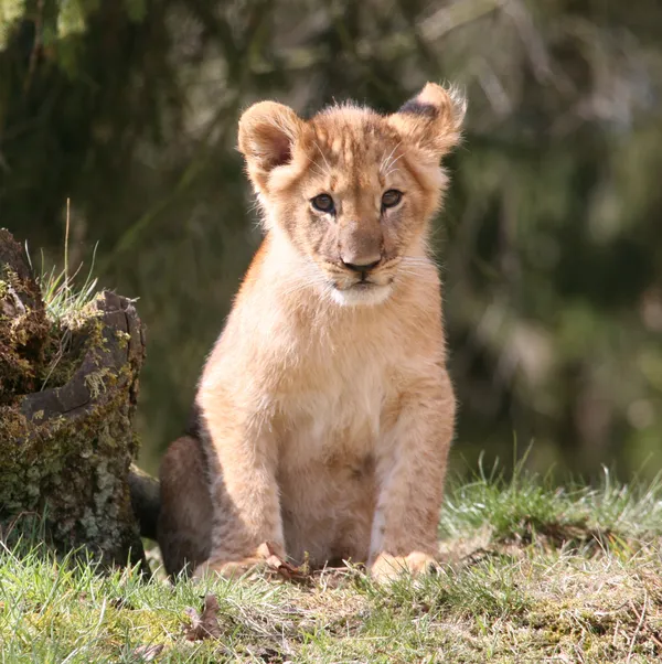 GIVSKUD ZOO