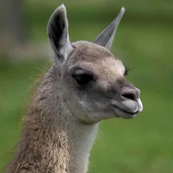 Op safari in Noord en Zuid-Amerika
