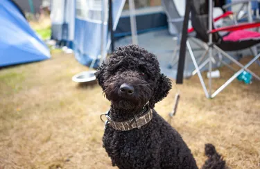 recreatiepark-brugse-heide (7).jpg