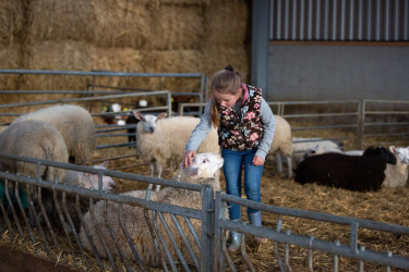 FarmCamps De Bonte Fries Friesland meisje schapen schuur.jpg