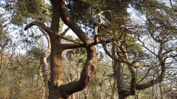 Hotel 't Paviljoen - omgeving, bossen