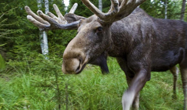 17-daagse rondreis 'Pernilla' - Zweden