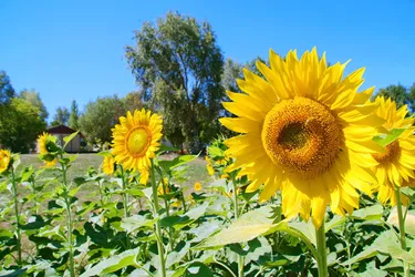 Camping Camp de Florence