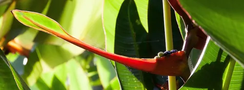 Ecuador