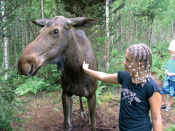 Zweden rondreis "Göran", 13-daagse rondreis langs kampeerhutten