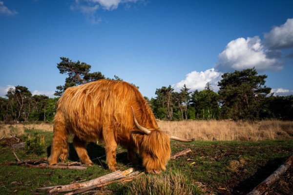 Vakantiepark De Strabrechtse Vennen