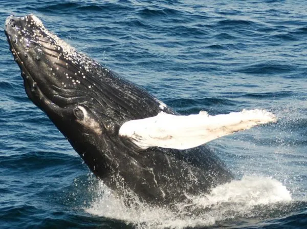 Wintervakantie op IJslandse wijze