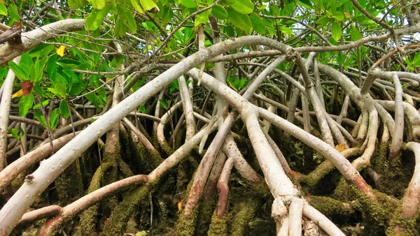 Mangroves